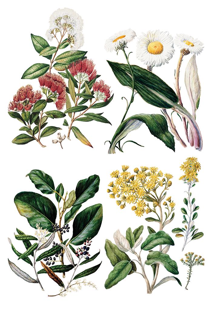 Sarah Featons Botanicals IOD Transfer Pad with (8) 8 x 12 Sheets by Iron Orchid Designs Rub-On Furniture Transfer Decal