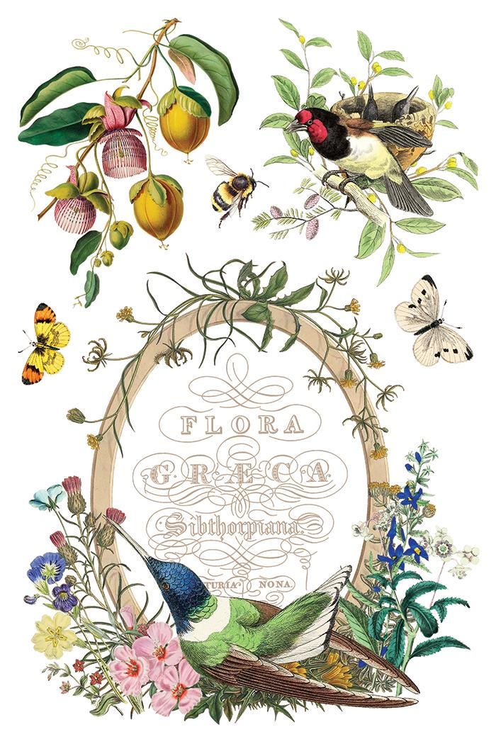 Flora Greca IOD Transfer Pad with (8) 8 x 12 Sheets by Iron Orchid Designs Rub-On Furniture Transfer Decal - New Release