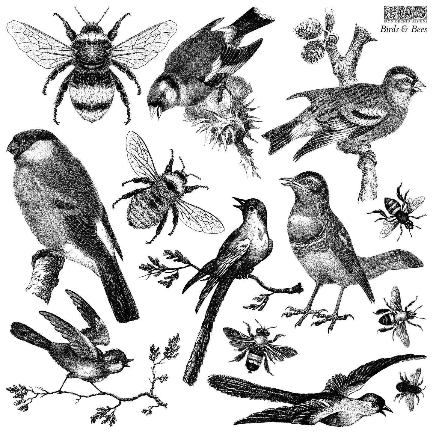 Birds & Bees 12 x 12 IOD stamp - by Iron Orchid Designs - New Release