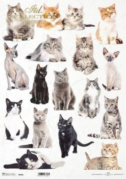 Cats ITD Collection decoupage paper | Size A3 420x297 mm | 16.5inch x 11.7inch | Paper Weight 30 gsm2 R0986L